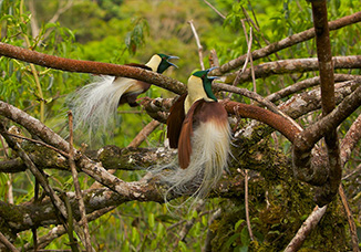 Huon Birding Camp